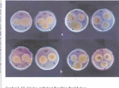 Gambar 2. Uji aktivitas antibakteri Penelitian Pendahuluan 