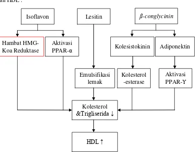 Gambar 1.1 Pengaruh Isoflavon, Lesitin, dan β-conglycinin terhadap kolesterol, trigliserida, dan HDL 
