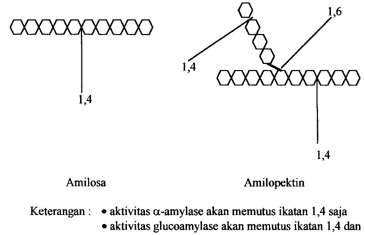 Gambar 3. Mekanisme pemutusan rantai polimer pati oleh enzim a-amylase dan 