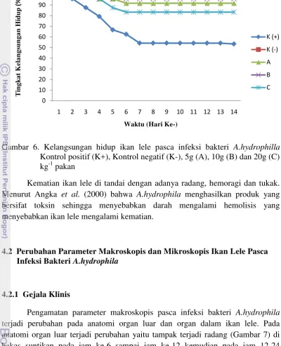 Gambar 6. Kelangsungan hidup ikan lele pasca infeksi bakteri A.hydrophilla    