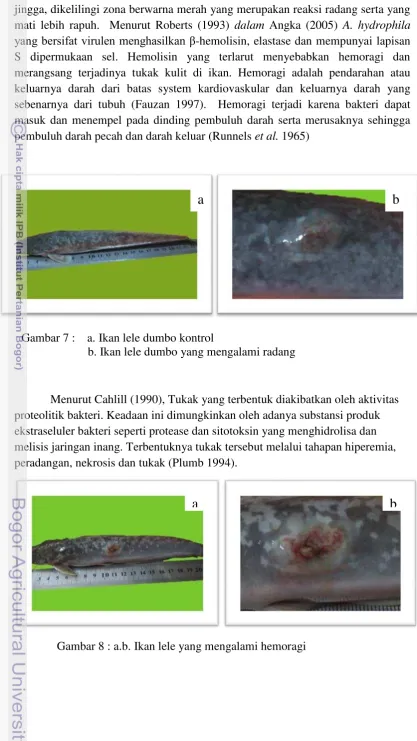 Gambar 7 :    a. Ikan lele dumbo kontrol  