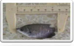 Gambar 1. Benih ikan gurame Osphronemus gouramy Lac. ukuran silet  
