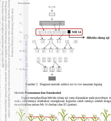 Gambar 2   Diagram metode seleksi  ear to row tanaman Jagung 