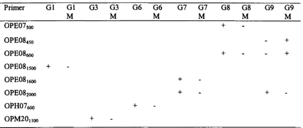 Tabel 7.  Dafiar primer yang menunjukkan polimorfisme pada tanaman mutan 
