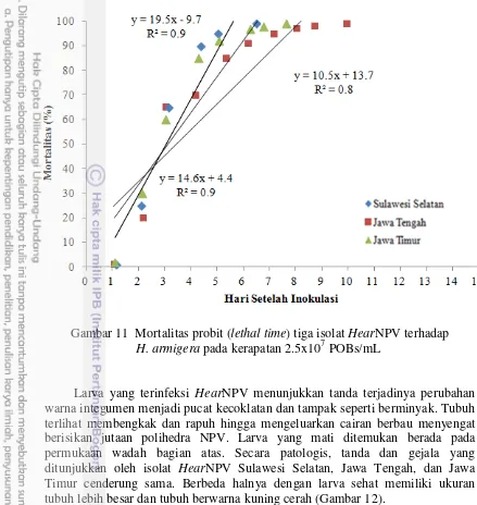 Gambar 11  Mortalitas probit (lethal time) tiga isolat HearNPV terhadap 7