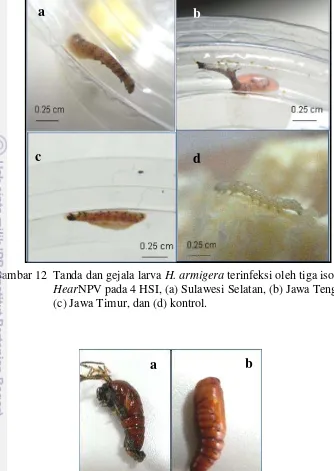Gambar 12  Tanda dan gejala larva H. armigera terinfeksi oleh tiga isolat 