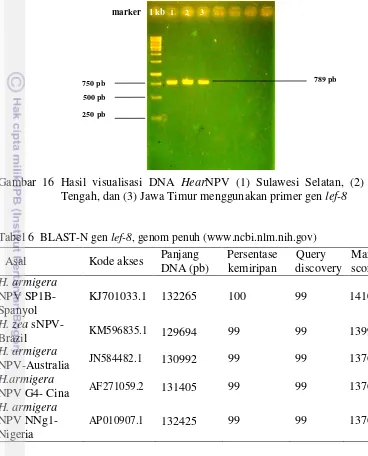 Gambar 16 Hasil visualisasi DNA HearNPV (1) Sulawesi Selatan, (2) Jawa  