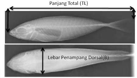 Gambar 7. Penampang lateral dan dorsal ikan 