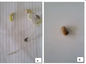 Gambar 4. Kecambah abnormal (a) dan benih mati (b). 