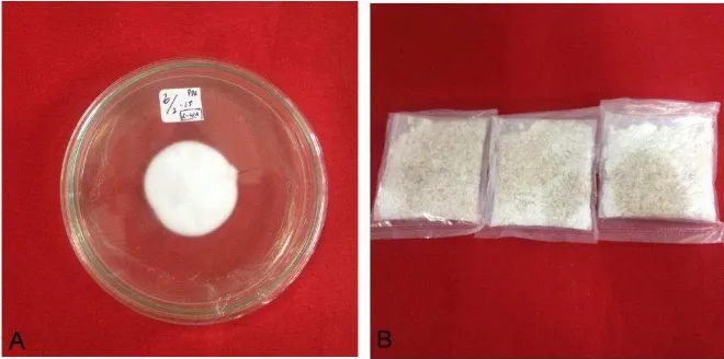 Gambar 1  Koloni  L. lecanii, pada media PDA dalam petri berdiameter 10 cm (A), dan pada media beras dengan berat 50 g (B) 