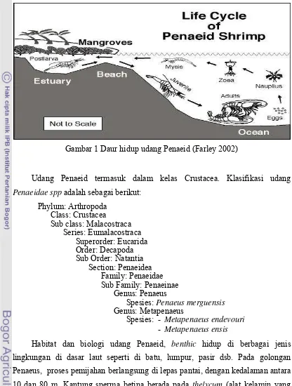 Gambar 1 Daur hidup udang Penaeid (Farley 2002) 