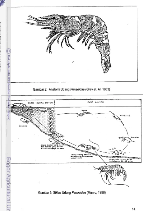 Gambar 2. Anatomi Udang Penaeidae (Grey et. Al. 1983) 