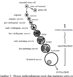 Gambar 2.  Proses perkembangan oosit dan maturasi serta ovulasi  