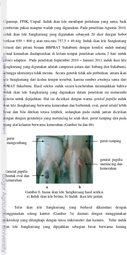 Gambar 6. Induk ikan lele Sangkuriang hasil seleksi.  