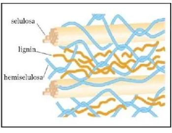 Gambar 1 Hubungan antara lignin, selulosa dan hemiselulosa.