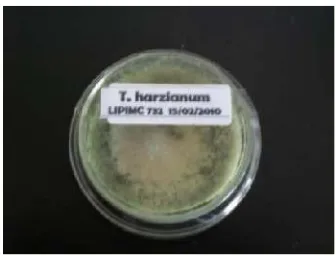 Tabel 6 Jumlah spora Trichoderma harzianum selama pertumbuhan