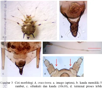 Gambar 3  Ciri morfologi A. craccivora. a. imago (aptera), b. kauda memiliki 5 rambut, c