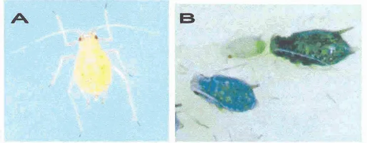 Gambar 2. Imago T W  Bemyap (Apterae), M persicae (A) dan N i f a  dm Imago Tidak Bemayap (Apierae], A