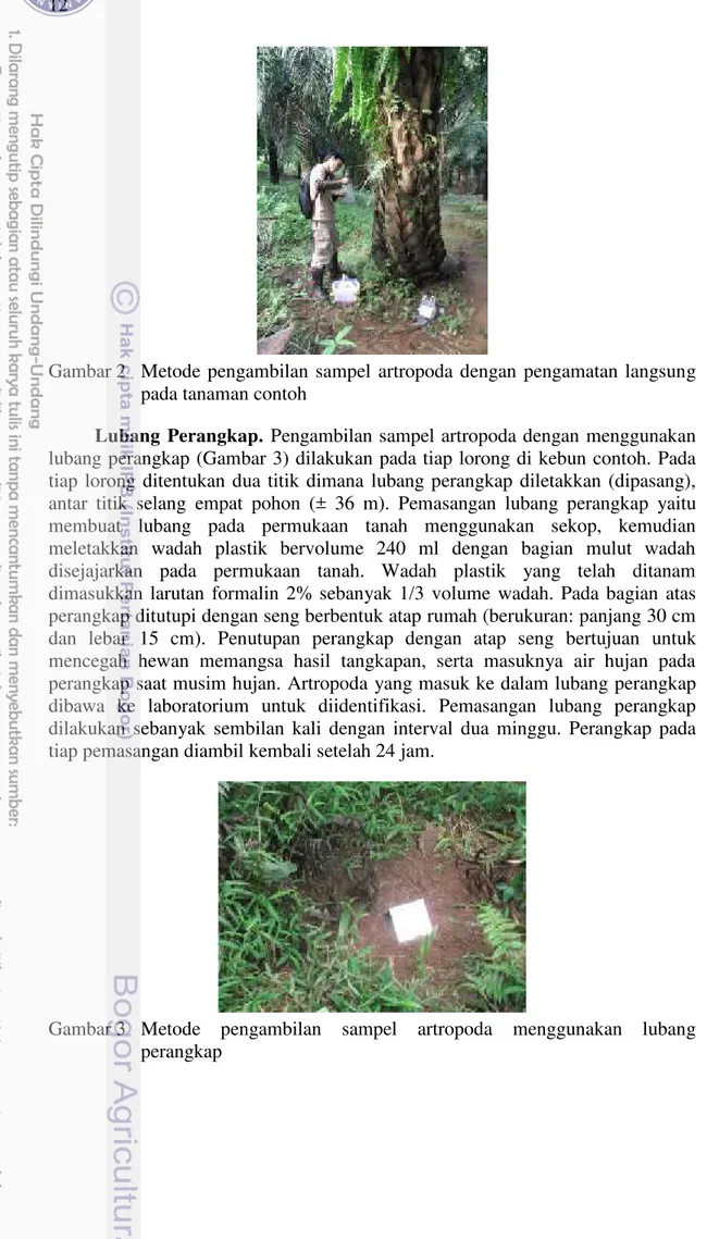 Gambar 2 Metode  pengambilan  sampel artropoda dengan  pengamatan  langsung pada tanaman contoh