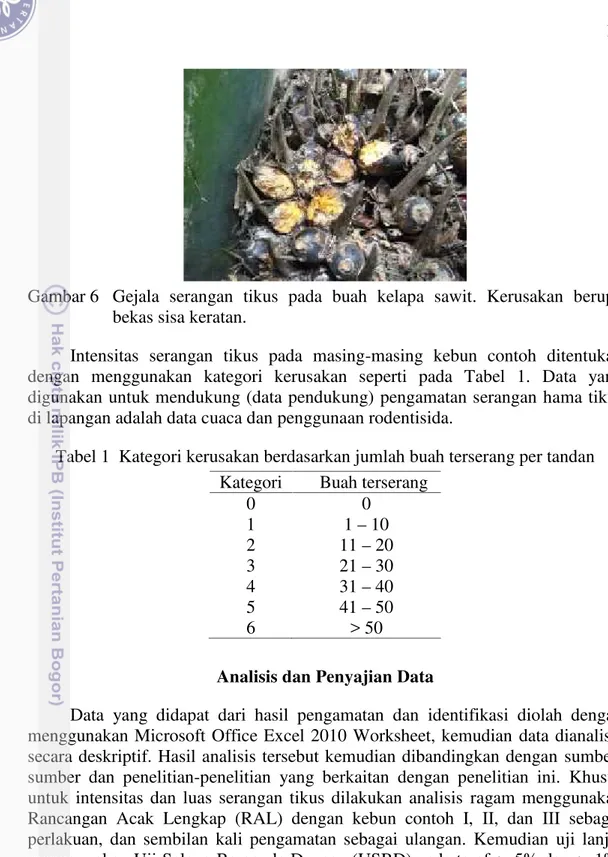 Gambar 6 Gejala  serangan  tikus  pada  buah  kelapa  sawit.  Kerusakan  berupa bekas sisa keratan.