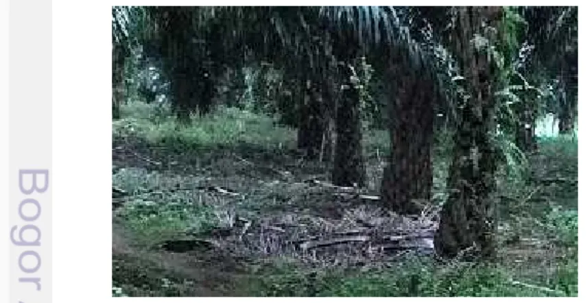 Tabel 2 Mikroklimat di pertanaman kelapa sawit PTPN VIII  Cikasungka, Bogor (Oktober 2014 - April 2015) Parameter Okt 2014 Nov 2014 Des 2014 Jan 2015 Feb 2015 Mar 2015 Apr 2015 Rata-rata Temperatur ( o C) 26.8 26.3 26.3 25.2 25 25.6 25.8 25.85 Kelembaban (