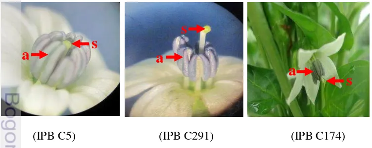 Gambar 1 Morfologi bunga tiga genotipe cabai IPB (a = antera, s = stigma) 
