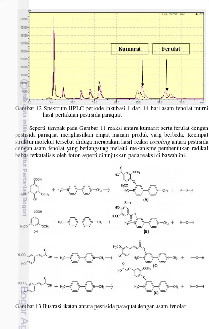 Gambar 12 Spektrum HPLC  periode inkubasi 1 dan 14 hari asam fenolat murni 