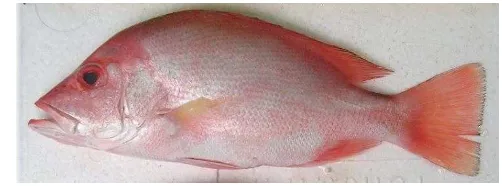 Gambar 2  Ikan kakap merah (Lutjanus sp.) (Sumber: http://fishworld.   