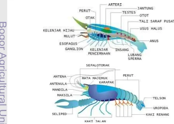 Gambar 3 Struktur anatomi udang (Sumber: http://www.cixer.co.cc). 