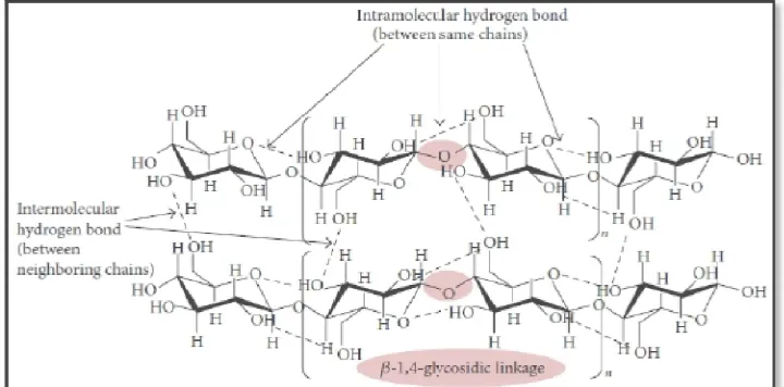 Gambar  5. Struktur selulosa (Lee et al., 2014). 