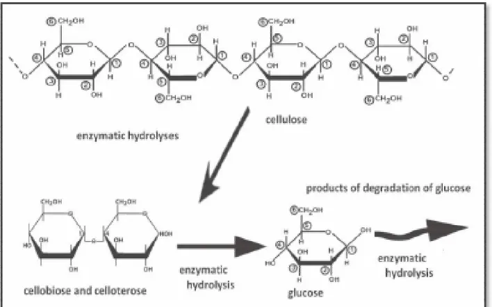 Gambar 8.  Mekanisme kerja subgroup enzim selulase dalam menghidrolisis selulosa (Markulak et al., 2010)