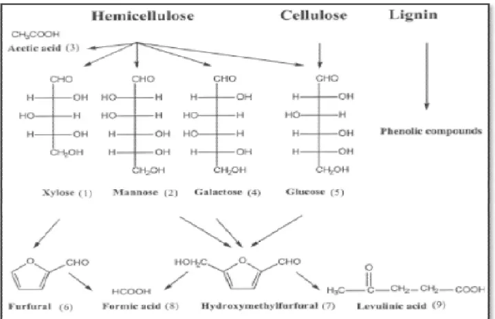 Gambar 9.  Senyawa-senyawa inhibitor yang dapat terbentuk selama proses                            hidrolisis lignoselulosa (Santi, 2012)