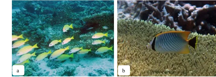 Gambar 4  Kondisi dasar perairan yang berpasir 