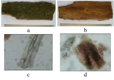 Figure  1  Characteristic of macroscopic  and microscopic Note :  
