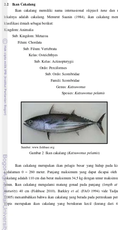 Gambar 2  Ikan cakalang (Katsuwonus pelamis) 