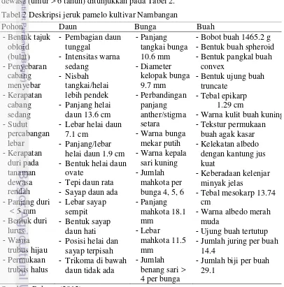 Tabel 2 Deskripsi jeruk pamelo kultivar Nambangan 