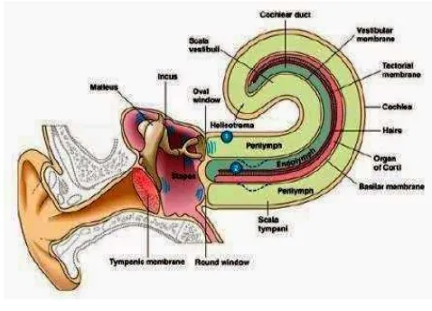 Gambar 1. Anatomi telinga.14 