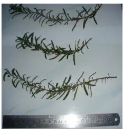 Figure 2 Microscopic of rosemary herb 