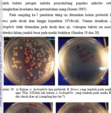 Gambar 19 a) Koloni A. hydrophila dan probiotik B. firmus yang tumbuh pada media 