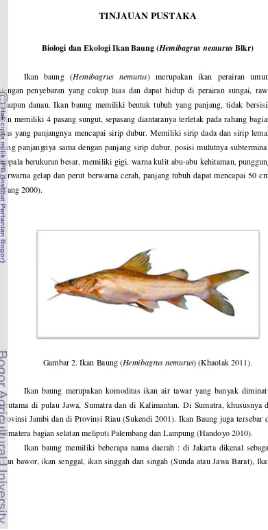 Gambar 2. Ikan Baung (Hemibagrus nemurus) (Khaolak 2011). 