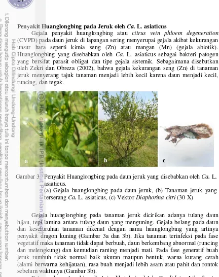 Gambar 3 Penyakit Huanglongbing pada daun jeruk yang disebabkan oleh  