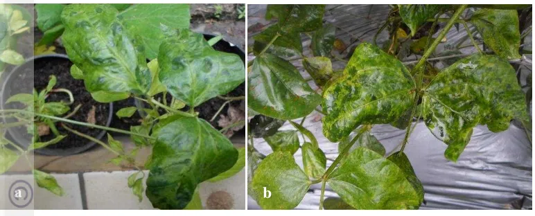 Gambar 4 Penyakit mosaik pada daun kacang panjang yang disebabkan oleh  