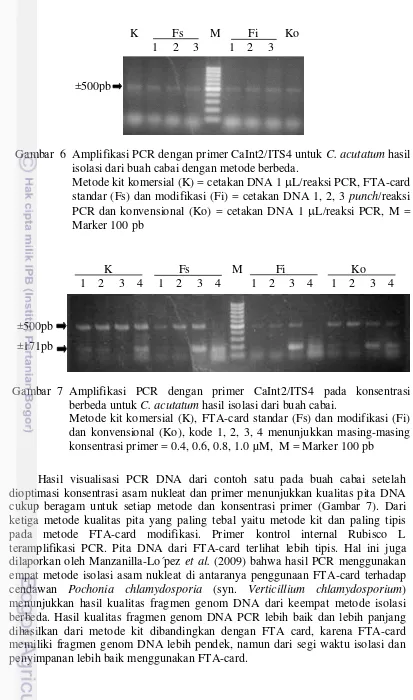 Gambar  6 Amplifikasi PCR dengan primer CaInt2/ITS4 untuk  
