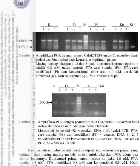 Gambar  8 Amplifikasi PCR dengan primer CaInt2/ITS4 untuk  C. acutatum hasil 