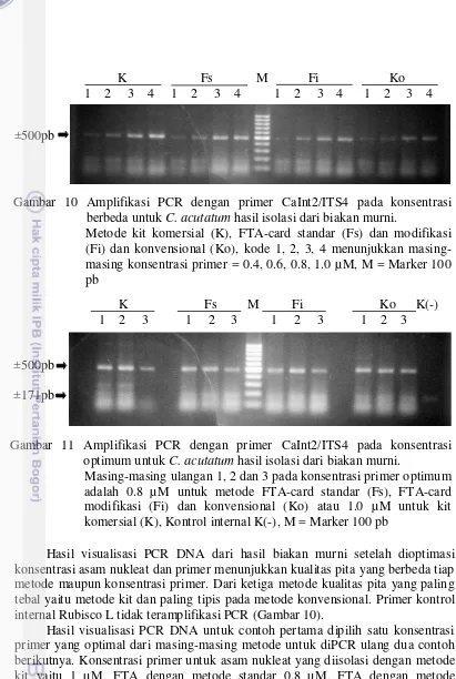 Gambar 10 Amplifikasi PCR dengan primer CaInt2/ITS4 pada konsentrasi  