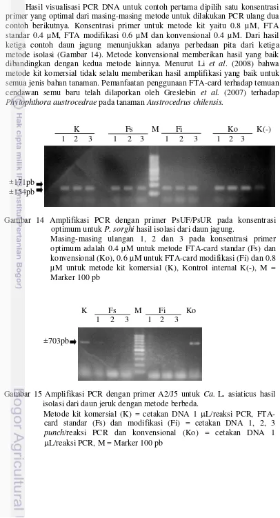 Gambar 14 Amplifikasi PCR dengan primer PsUF/PsUR pada konsentrasi  