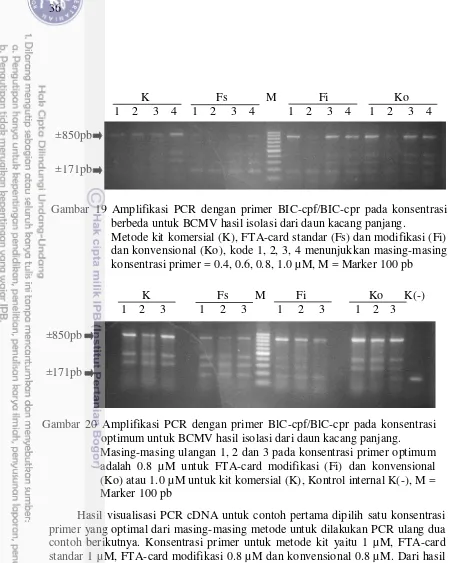 Gambar 19 Amplifikasi PCR dengan primer BIC-cpf/BIC-cpr pada konsentrasi  