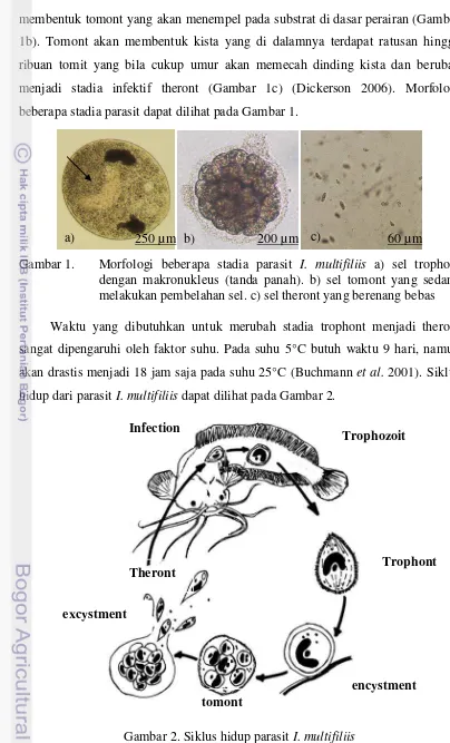 Gambar 1. Morfologi beberapa stadia parasit I. multifiliis a) sel trophont 