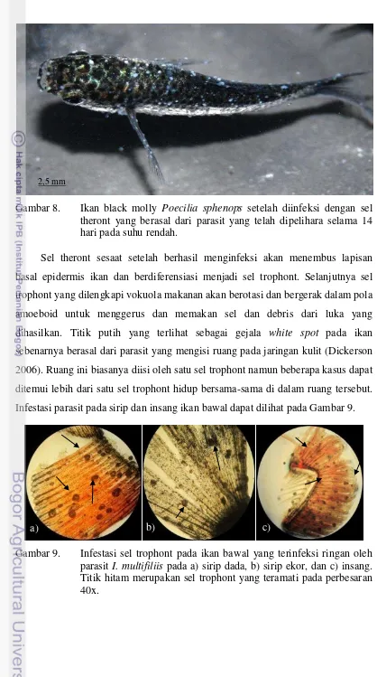 Gambar 8. Ikan black molly Poecilia sphenops setelah diinfeksi dengan sel 