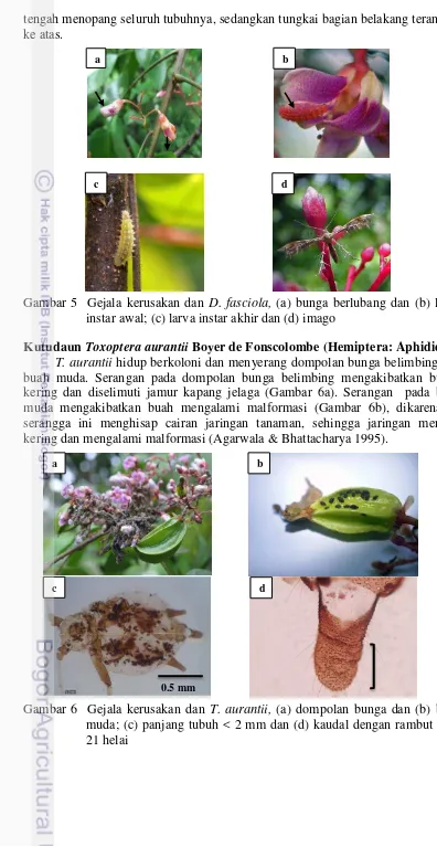 Gambar 5  Gejala kerusakan dan D. fasciola, (a) bunga berlubang dan (b) larva 